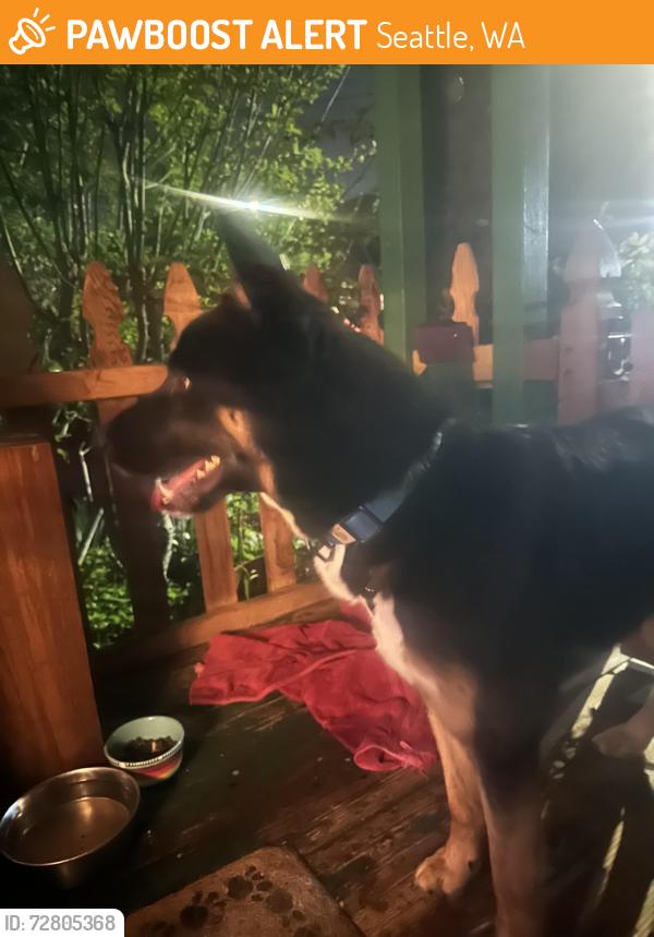 Found/Stray Male Dog last seen 8th NE & NE 53rd Street, Seattle, WA. 98105, Seattle, WA 98105