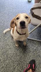 Found/Stray Unknown Dog last seen Now located at Hawkinsville/Pulaski County Animal Control, Dodge County, GA 31023