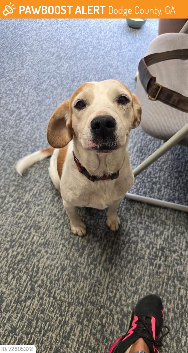 Found/Stray Unknown Dog last seen Now located at Hawkinsville/Pulaski County Animal Control, Dodge County, GA 31023