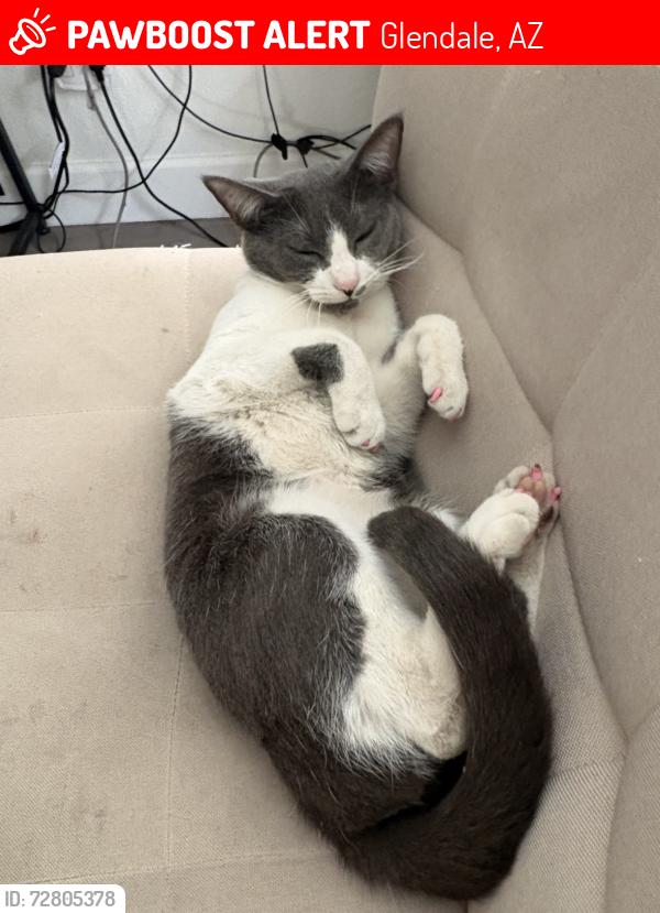 Lost Female Cat last seen Olive and 53rd , Glendale, AZ 85301