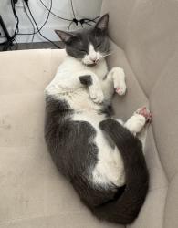 Lost Female Cat last seen Olive and 53rd , Glendale, AZ 85301
