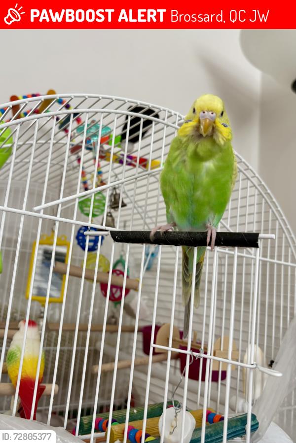 Lost Female Bird last seen Pilon, Brossard, QC J4W