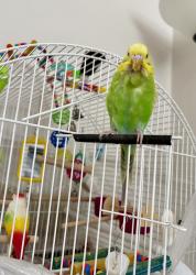 Lost Female Bird last seen Pilon, Brossard, QC J4W