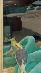 Lost Male Bird last seen Town st Norwich CT , Norwich, CT 06360