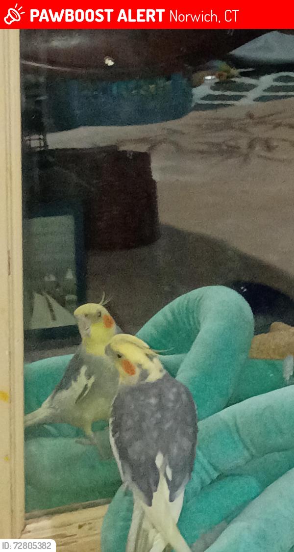 Lost Male Bird last seen Town st Norwich CT , Norwich, CT 06360