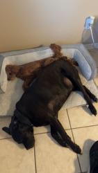 Lost Male Dog last seen Palimino Oaks , San Antonio, TX 78254