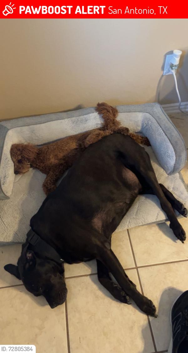 Lost Male Dog last seen Palimino Oaks , San Antonio, TX 78254