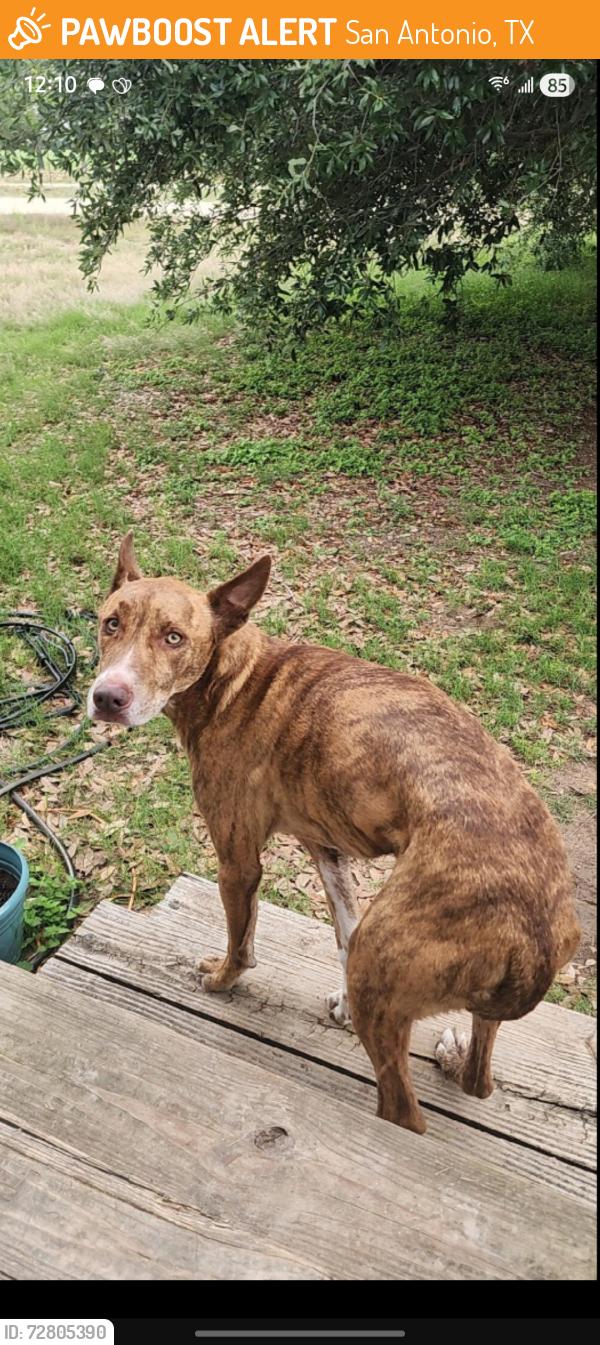 Found/Stray Male Dog last seen Arrow materials inc, San Antonio, TX 78253