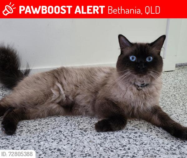 Lost Male Cat last seen Station road / Federation Drive , Bethania, QLD 4205