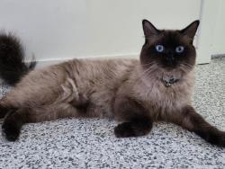 Lost Male Cat last seen Station road / Federation Drive , Bethania, QLD 4205