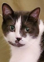 Lost Male Cat last seen Highway 99e, Corvallis, OR 97330