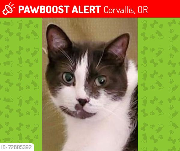 Lost Male Cat last seen Highway 99e, Corvallis, OR 97330