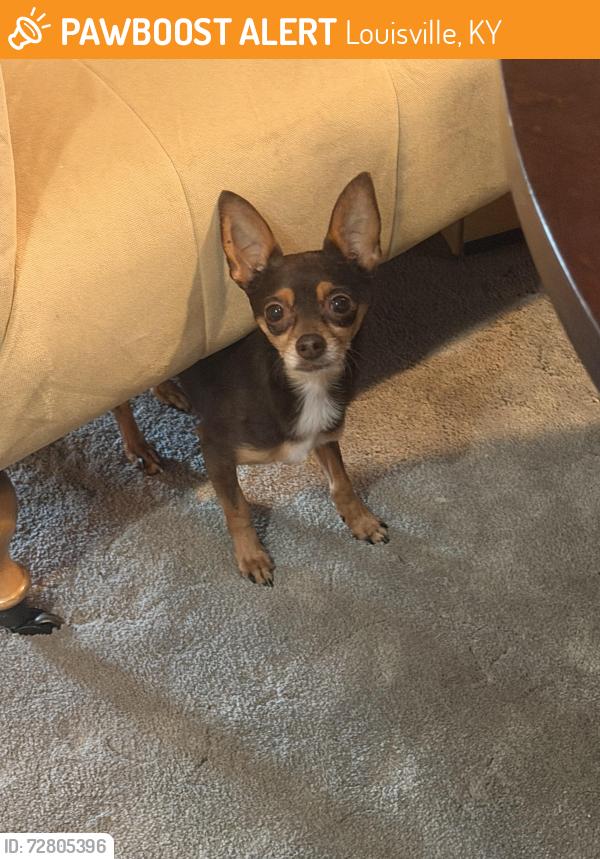 Found/Stray Male Dog last seen Near , Louisville, KY 40212