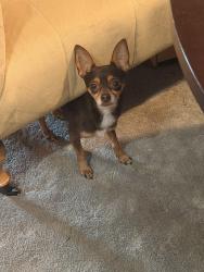 Found/Stray Male Dog last seen Near , Louisville, KY 40212