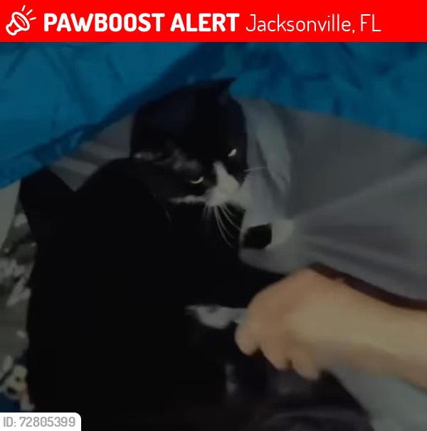 Lost Female Cat last seen Craven blvd , Jacksonville, FL 32257