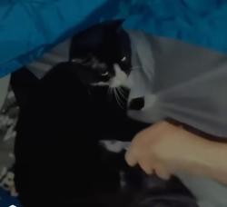 Lost Female Cat last seen Craven blvd , Jacksonville, FL 32257