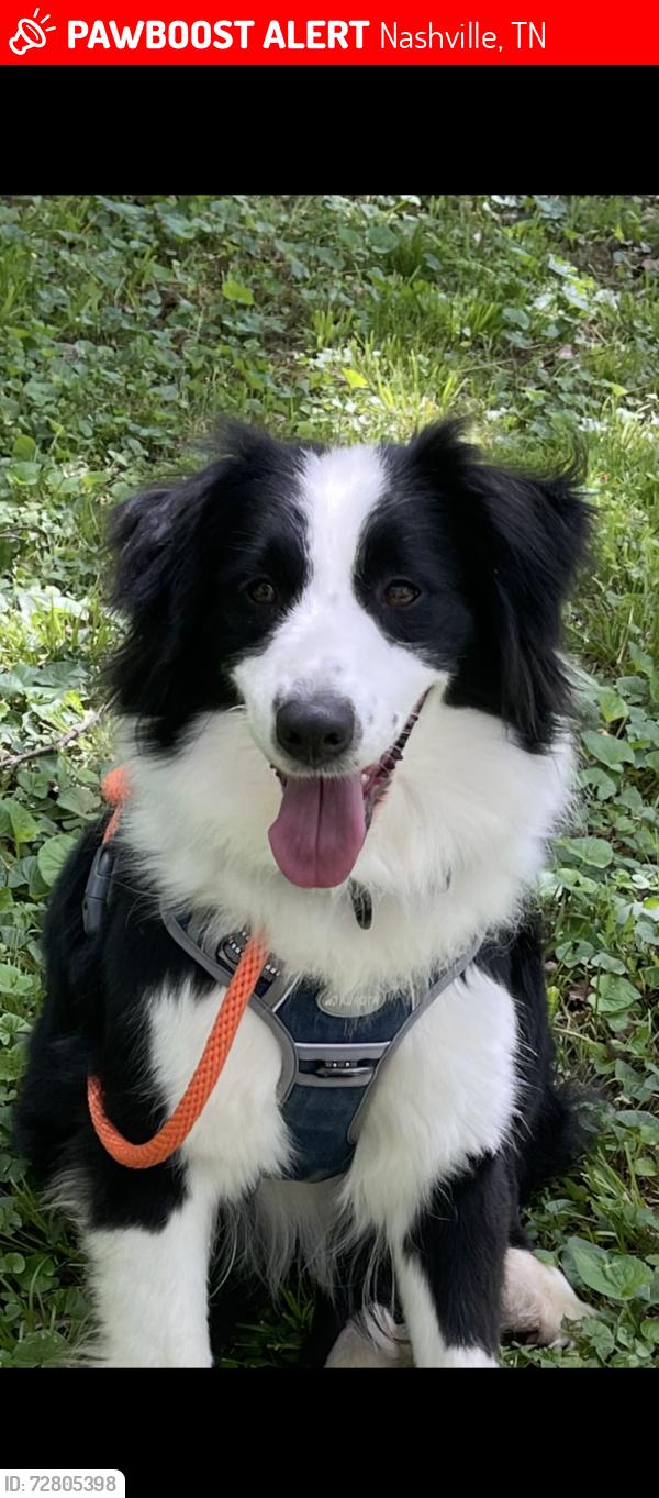 Lost Female Dog last seen Ezell Melmack, Nashville, TN 37211