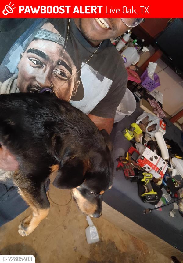 Lost Male Dog last seen Near dry canyon tr , Live Oak, TX 78233