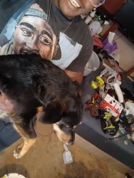 Lost Male Dog last seen Near dry canyon tr , Live Oak, TX 78233