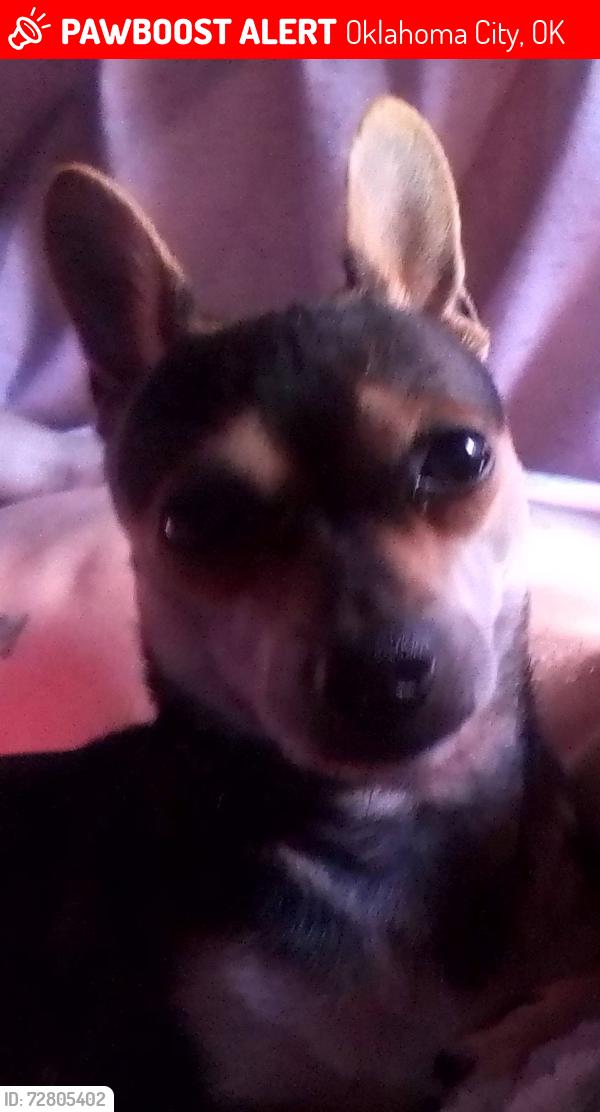 Lost Male Dog last seen Sw 66 & penn, Oklahoma City, OK 73159