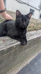 Reunited Male Cat last seen Bourne st Worcester , Worcester, MA 01606