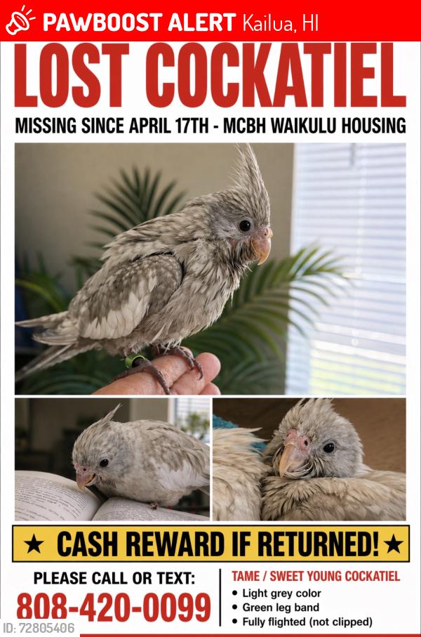 Lost Unknown Bird last seen MCBH, Kailua, HI 96734