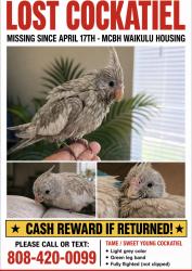 Lost Unknown Bird last seen MCBH, Kailua, HI 96734