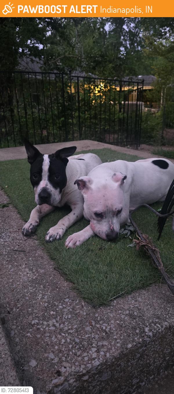 Found/Stray Male Dog last seen Hanover Dr, Indianapolis, IN 46227