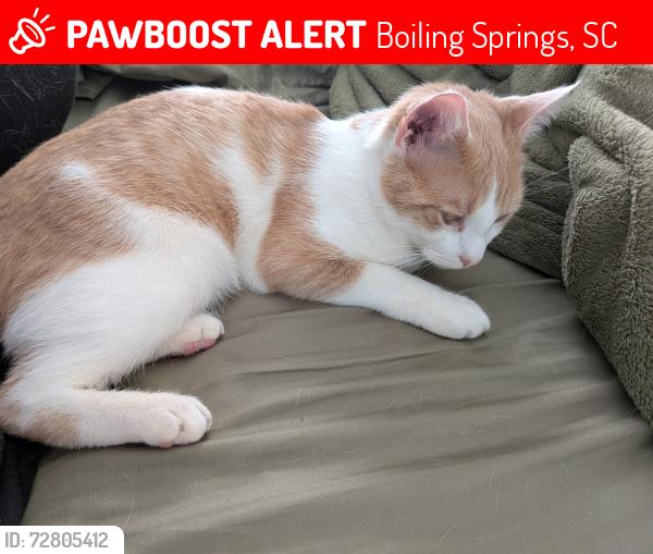 Lost Male Cat last seen Boiling Springs Road near Bojangles and down from QuikTrip, Boiling Springs, SC 29316