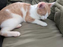 Lost Male Cat last seen Boiling Springs Road near Bojangles and down from QuikTrip, Boiling Springs, SC 29316