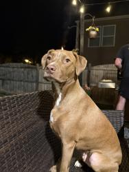 Lost Male Dog last seen Old Plank Rd, Charlotte NC, Charlotte, NC 28216