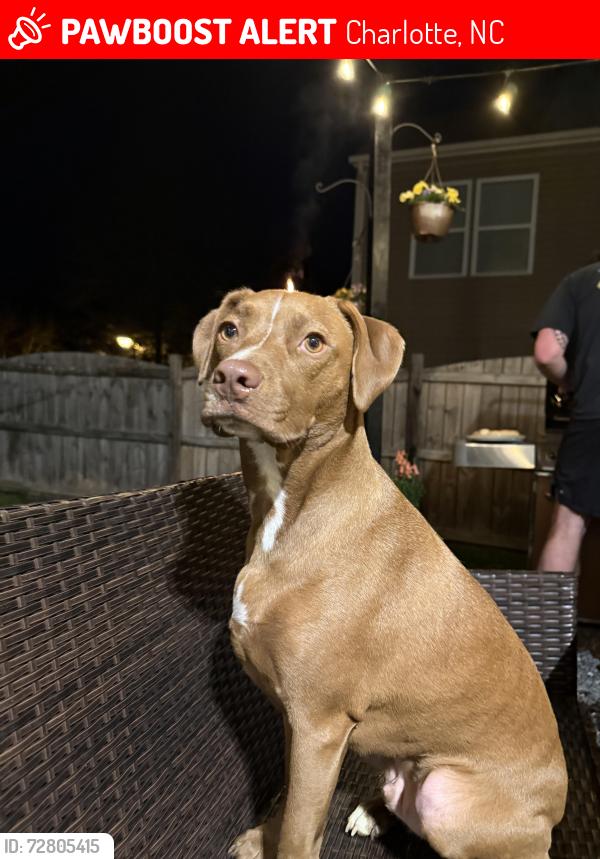 Lost Male Dog last seen Old Plank Rd, Charlotte NC, Charlotte, NC 28216