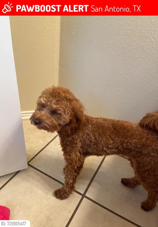 Lost Male Dog last seen Palimino Oaks and Shetland Park, San Antonio, TX 78254