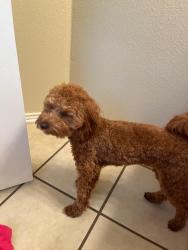 Lost Male Dog last seen Palimino Oaks and Shetland Park, San Antonio, TX 78254