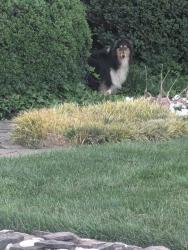 Found/Stray Unknown Dog last seen Sandhurst Dr , Charlotte, NC 28205