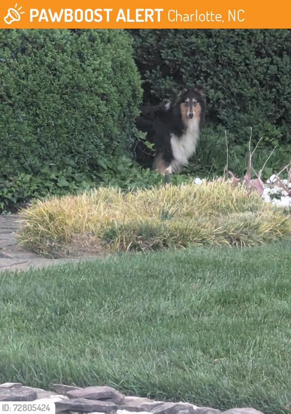 Found/Stray Unknown Dog last seen Sandhurst Dr , Charlotte, NC 28205