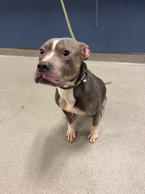 Shelter Stray Female Dog last seen Near BLOCK FISHERMAN ST, Doral, FL 33122