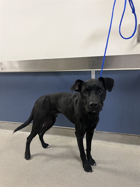Shelter Stray Male Dog last seen Near BLOCK NW 8TH AVE, Doral, FL 33122