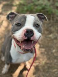 Shelter Stray Male Dog last seen CHARLOTTE, Charlotte, NC 28217