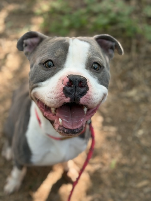 Shelter Stray Male Dog last seen CHARLOTTE, Charlotte, NC 28217