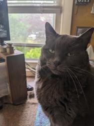 Lost Female Cat last seen Palmer st and Ann st grand rapids mi, Grand Rapids, MI 49505