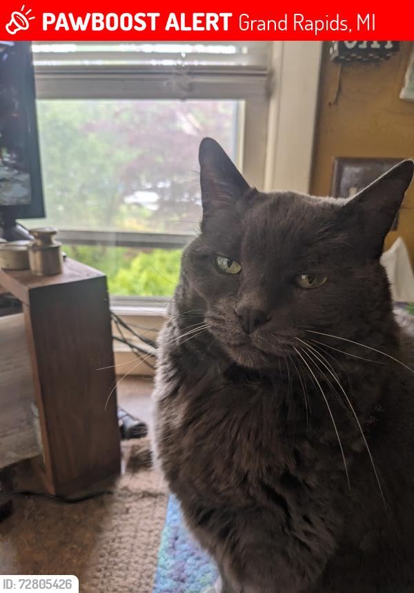 Lost Female Cat last seen Palmer st and Ann st grand rapids mi, Grand Rapids, MI 49505