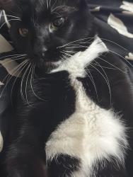 Lost Male Cat last seen Meadowood Village apmts , Midwest City, OK 73110