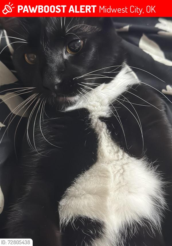 Lost Male Cat last seen Meadowood Village apmts, Midwest City, OK 73110