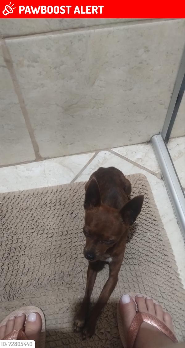 Lost Male Dog last seen Biquinha , Novo Horizonte, MG 32606-094