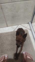 Lost Male Dog last seen Biquinha , Novo Horizonte, MG 32606-094