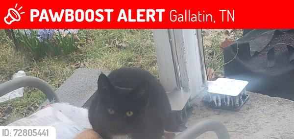 Lost Female Cat last seen College st and East Eastland st, Gallatin, TN 37066