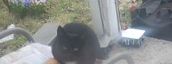 Lost Female Cat last seen College st and East Eastland st, Gallatin, TN 37066