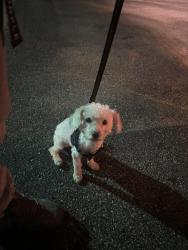 Found/Stray Male Dog last seen Beech and gasoline in old Rite Aid shopping center , Fontana, CA 92336