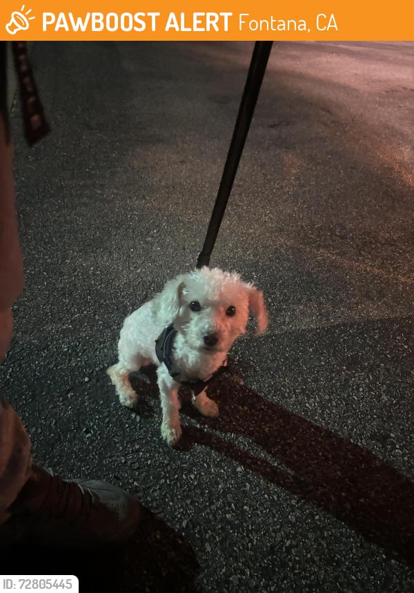 Found/Stray Male Dog last seen Beech and gasoline in old Rite Aid shopping center , Fontana, CA 92336